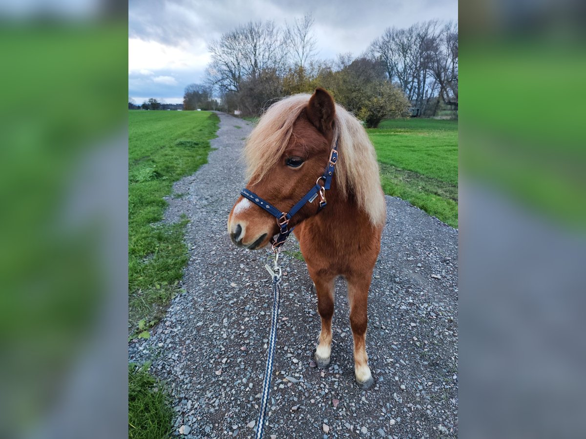 Shetland Stallone 2 Anni 106 cm Sauro in Quedlinburg