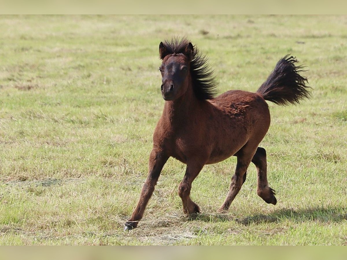 Shetland Stallone  103 cm Morello in Hille