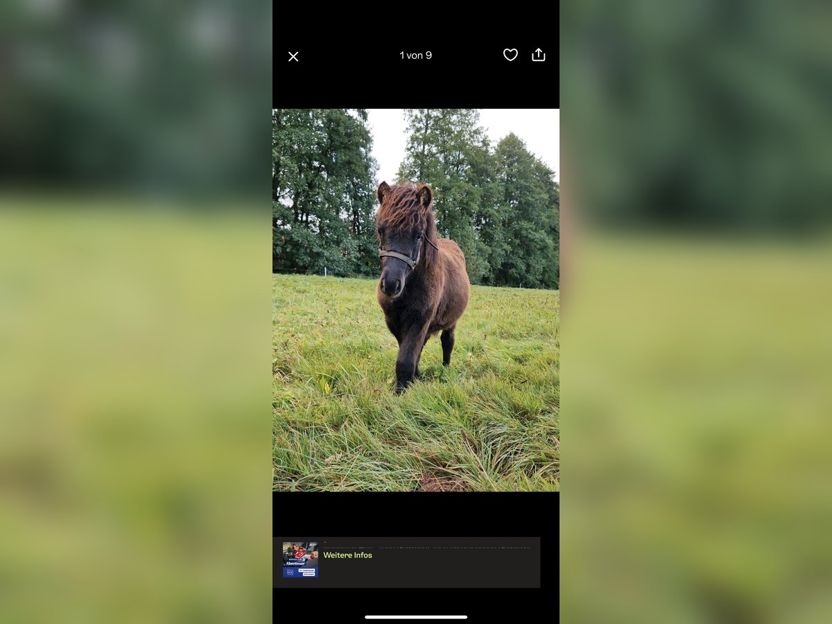 Shetland Stallone Puledri (04/2025) 103 cm Morello in Westhausen Shetland Stallone Puledri (04/2025) 103 cm Morello in Westhausen