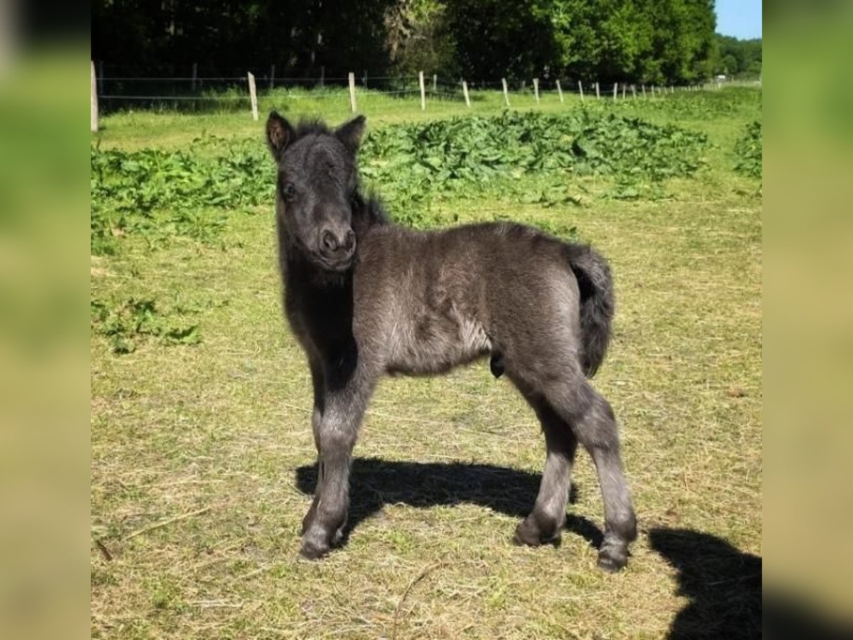 Shetland Stallone Puledri (05/2025) 88 cm Baio in H&#xE4;stveda