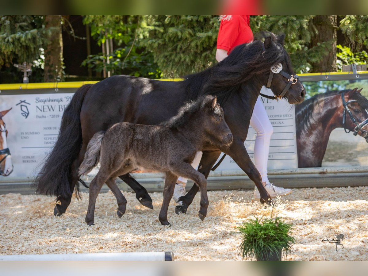 Shetland Stallone Puledri (06/2024) Morello in Steinfeld (Oldenburg)