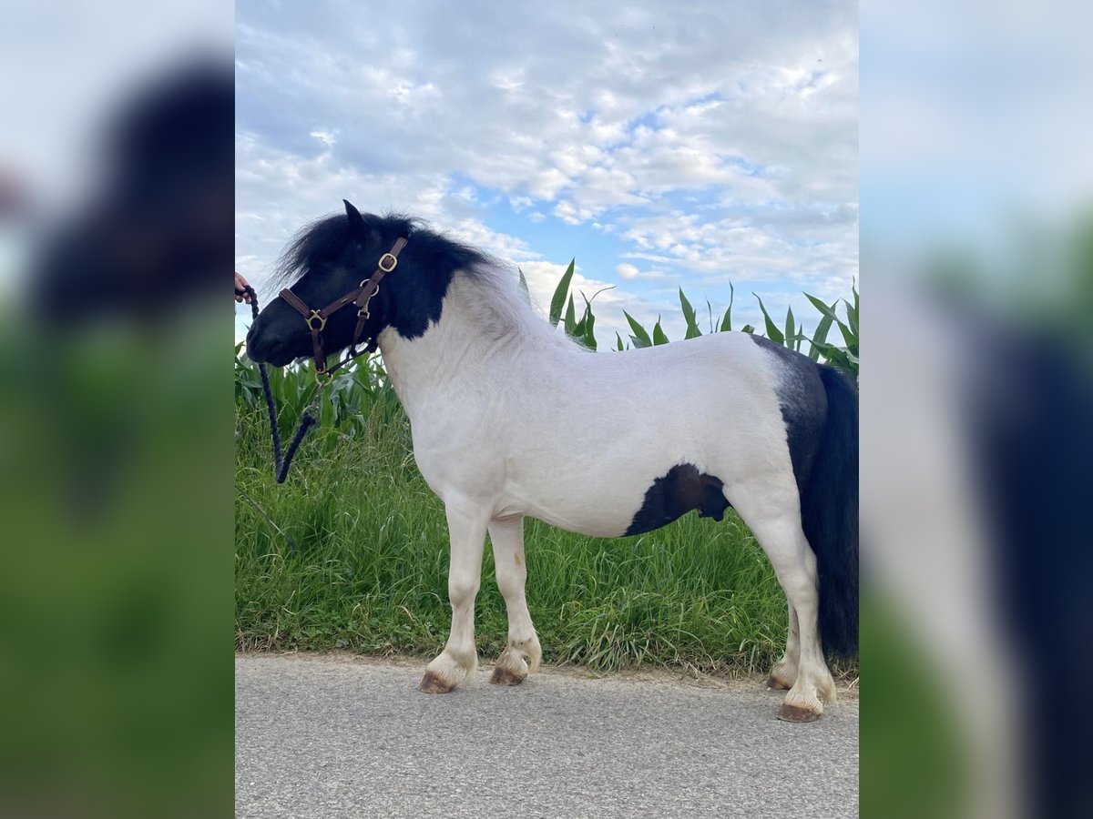 Shetlandsponnyer Hingst 13 år 85 cm Pinto in Ulm