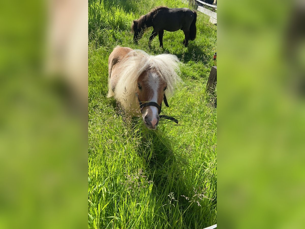 Shetlandsponnyer Hingst 4 år 90 cm in Vreden