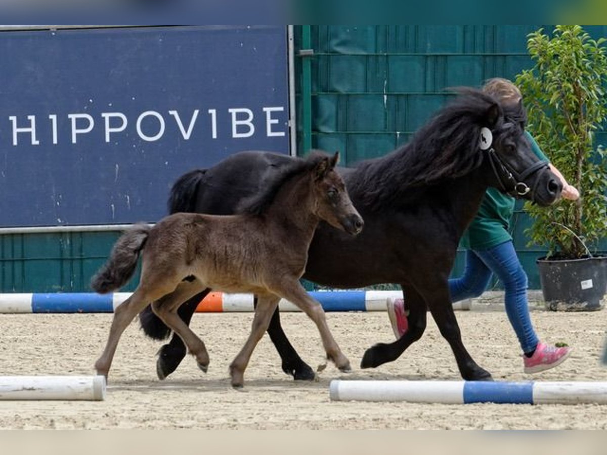 Shetlandsponnyer Hingst Föl (06/2024) 105 cm Svart in Reichshof