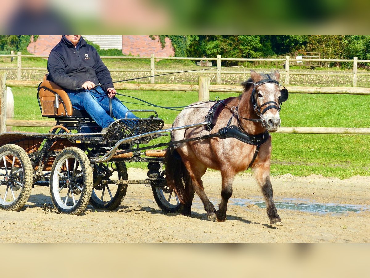 Shetlandsponnyer Blandning Sto 11 år 117 cm Leopard-Piebald in Halle