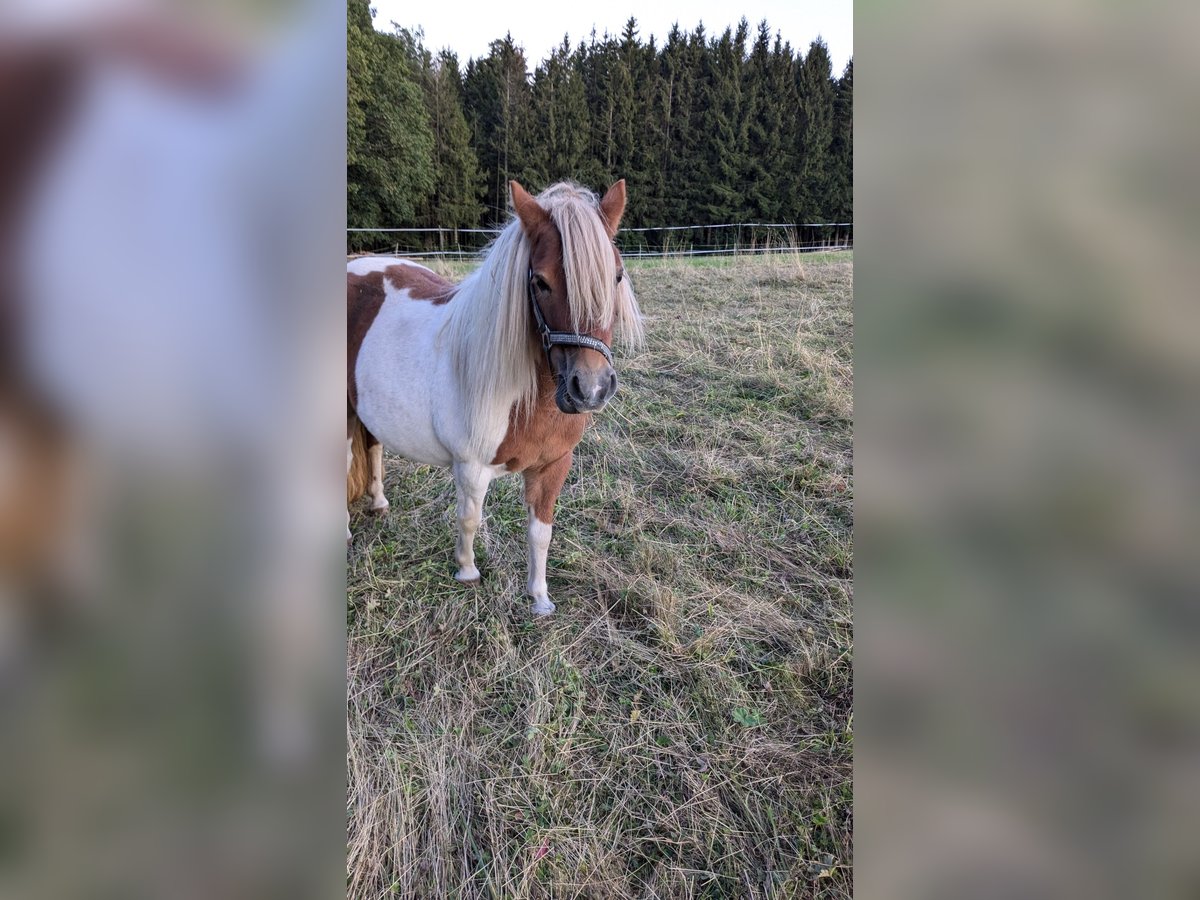 Shetlandsponnyer Blandning Sto 6 år 108 cm Pinto in Bad Wildbad im Schwarzwald