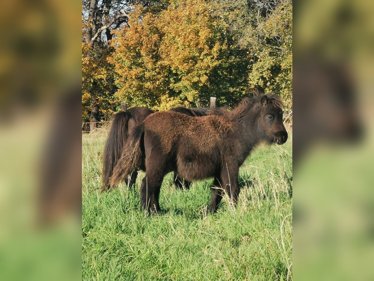 Shetlandsponnyer Sto 6 år 90 cm Svart in Vienenburg