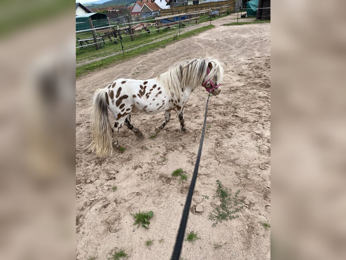 Shetlandsponnyer Valack 10 år 91 cm Leopard-Piebald in Immelbornad Salzungen