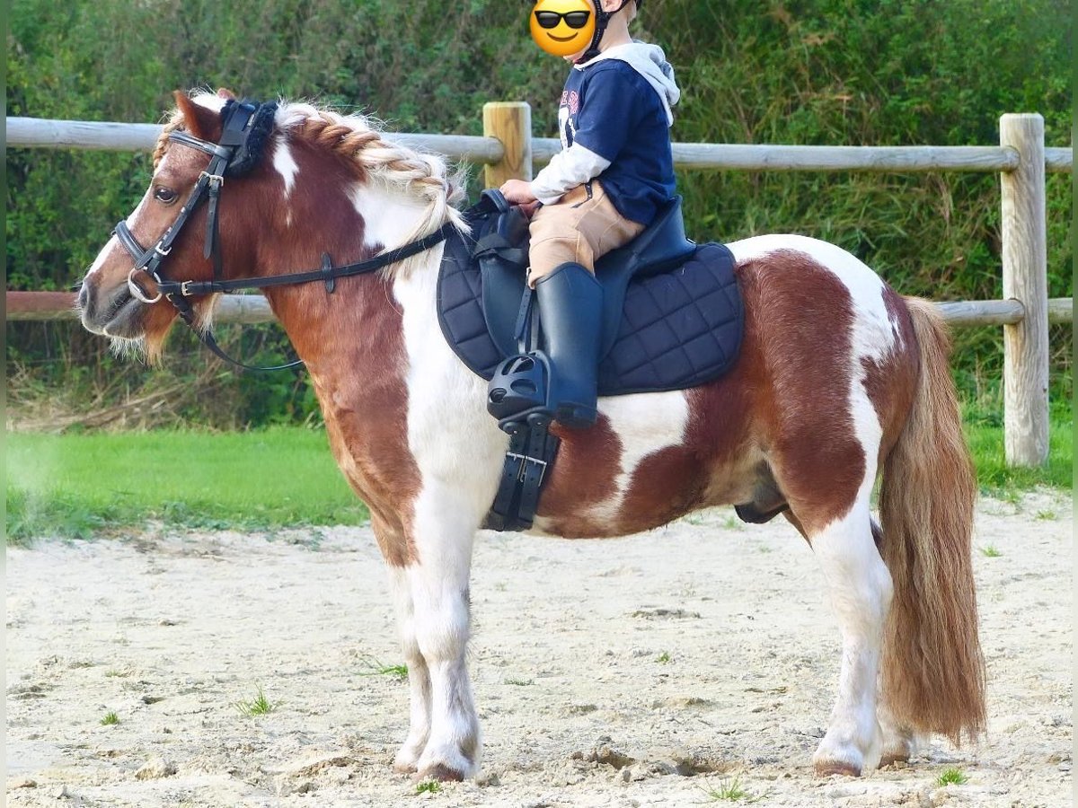 Shetlandsponnyer Valack 11 år 93 cm Pinto in Halle