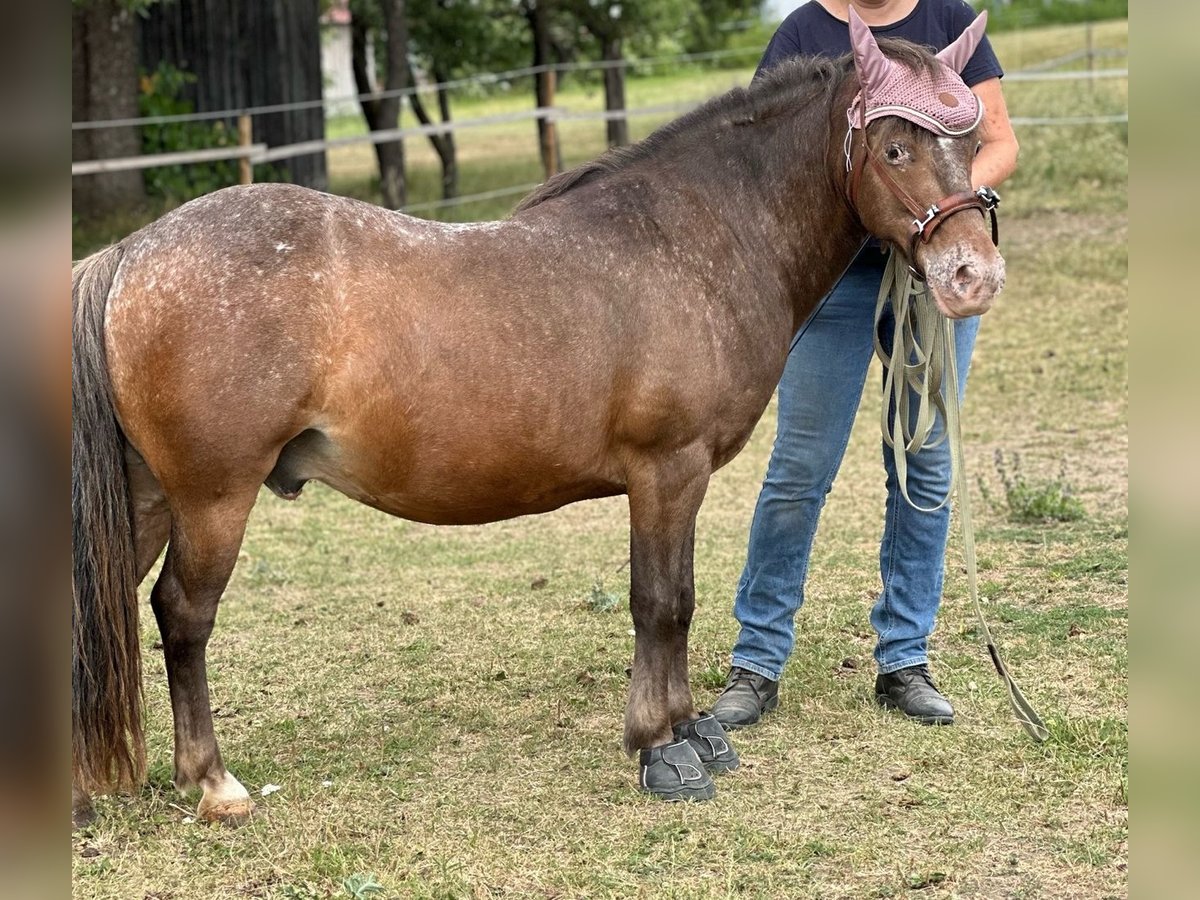 Shetlandsponnyer Blandning Valack 12 år 114 cm in Oberhautzental