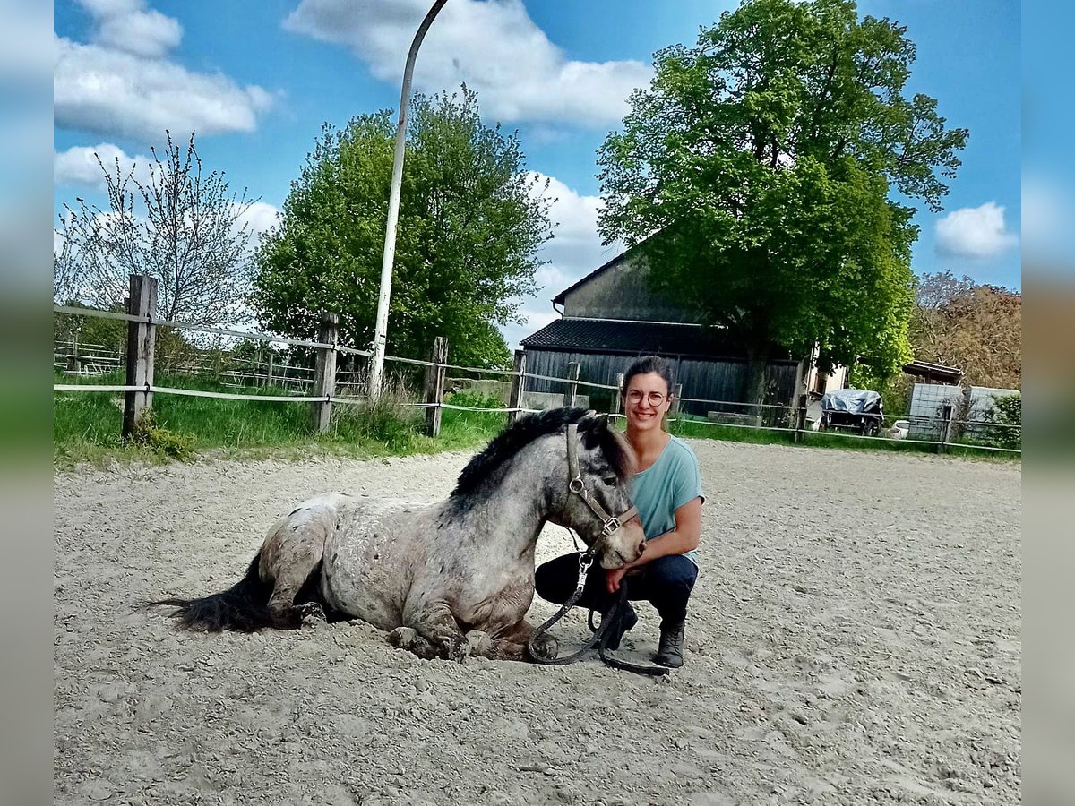 Shetlandsponnyer Valack 15 år 110 cm Leopard-Piebald in Bottrop