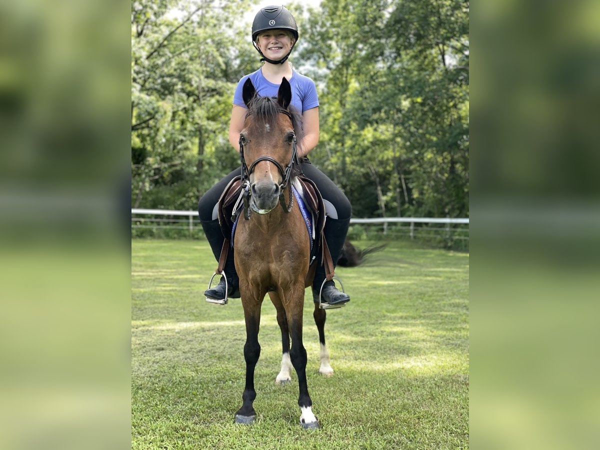 Shetlandsponnyer Valack 15 år 114 cm Brun in OvidOvid, NY