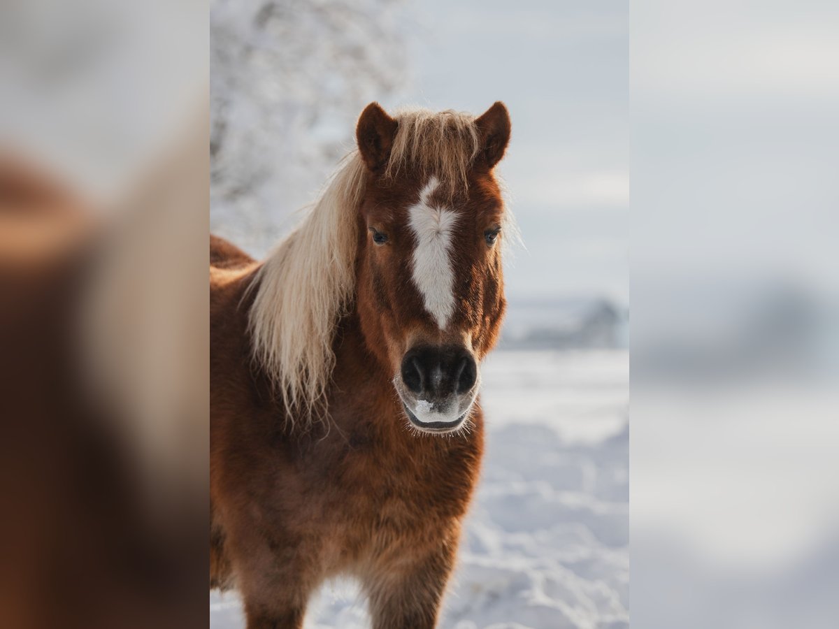 Shetlandsponnyer Valack 22 år 107 cm Brun in Steinhöring