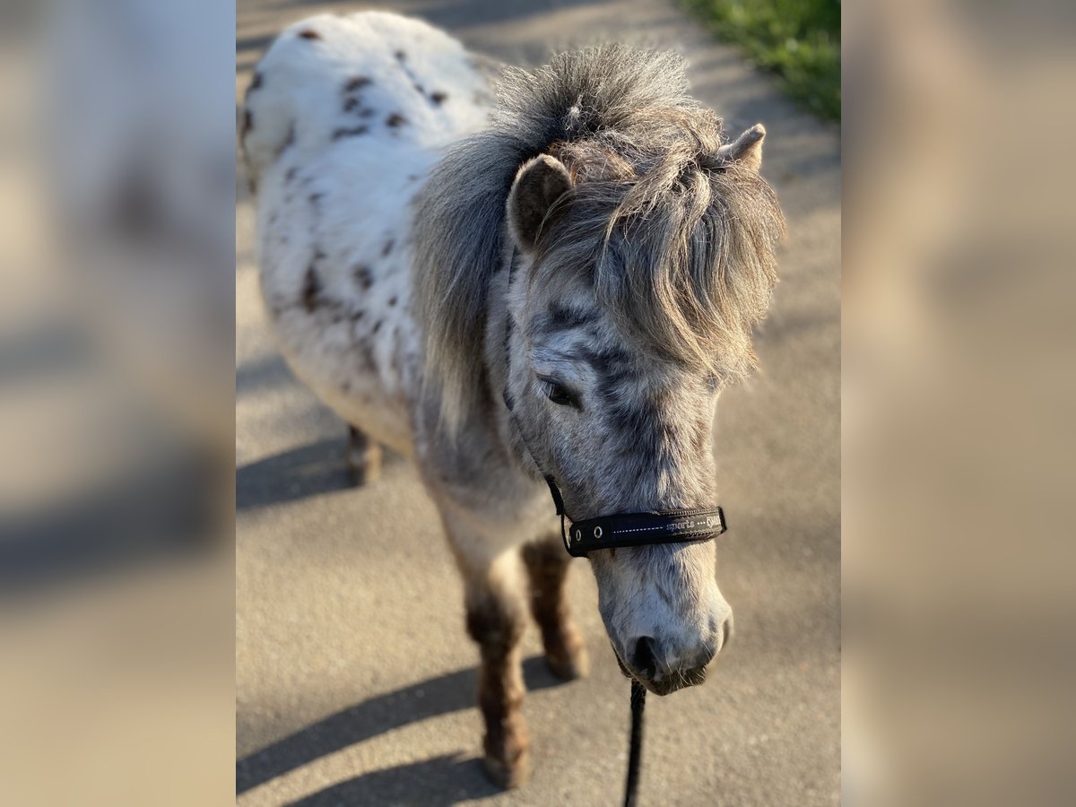 Shetlandsponnyer Valack 4 år 110 cm Pinto in Aalen