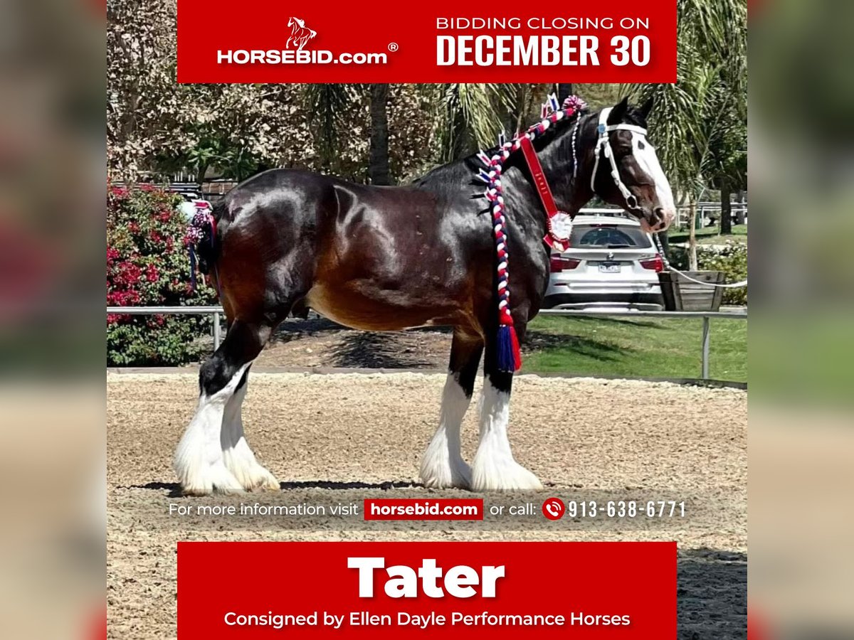 Shire / Shire Horse Castrone 10 Anni 173 cm Baio ciliegia in Argyle, TX