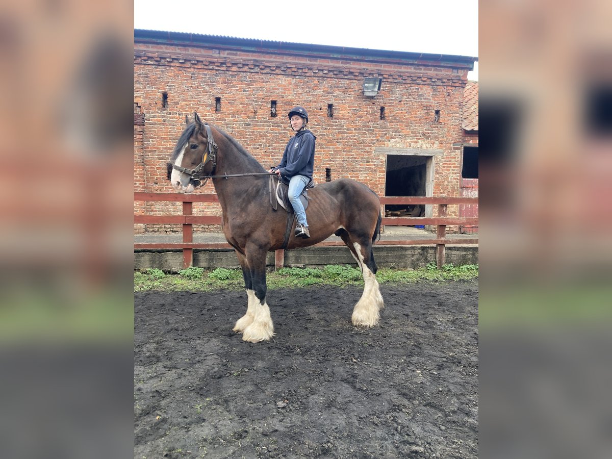 Shire / Shire Horse Castrone 10 Anni 183 cm Baio ciliegia in York