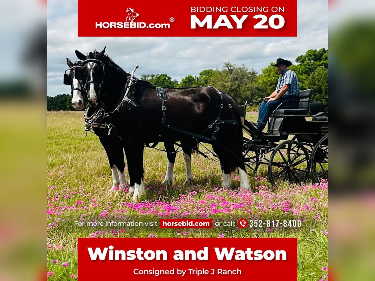 Shire / Shire Horse Mix Castrone 12 Anni 180 cm Morello in Williston