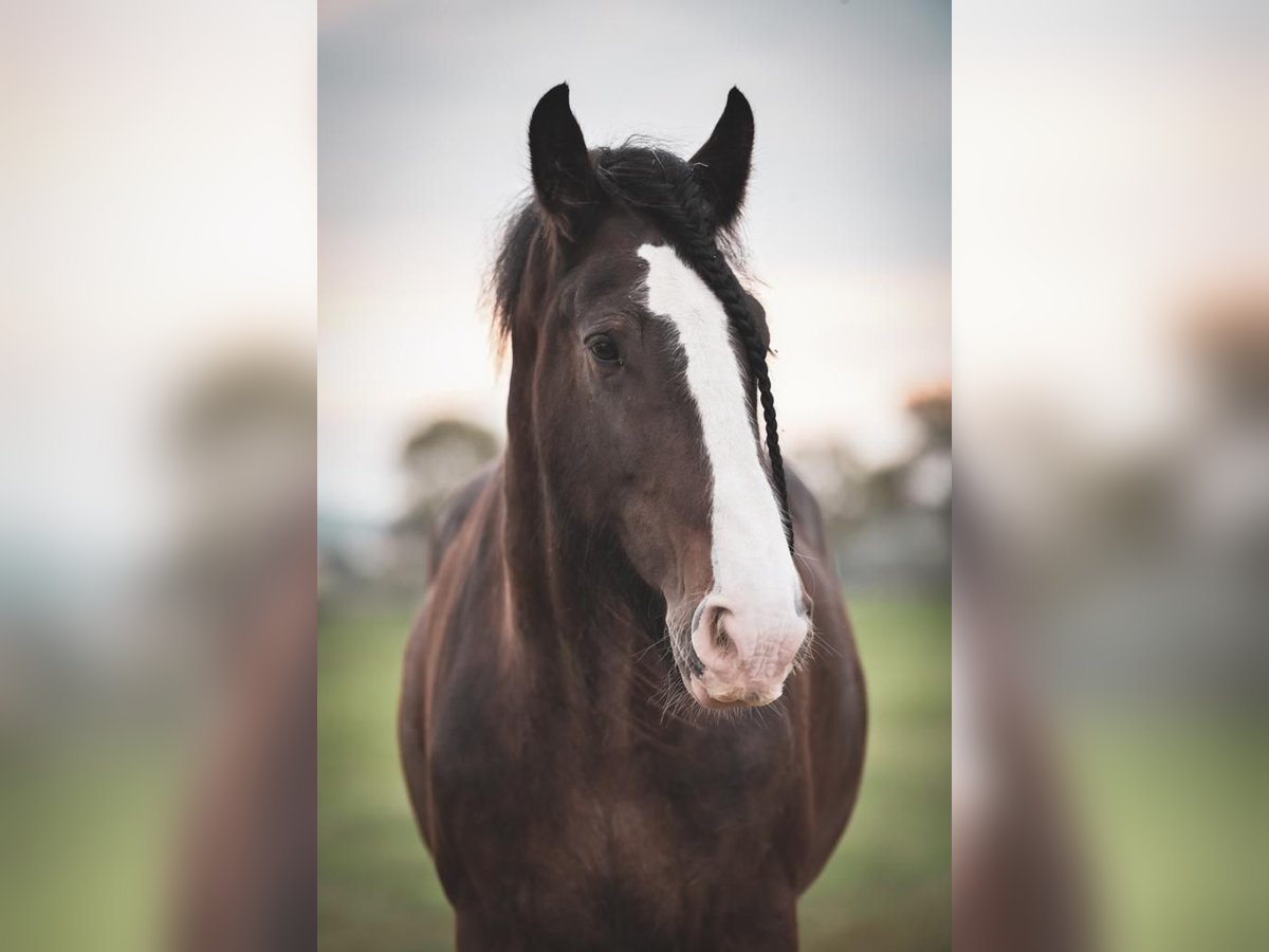 Shire / Shire Horse Castrone 15 Anni 176 cm Baio in St.Pölten