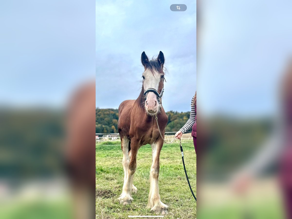 Shire / Shire Horse Castrone 1 Anno Baio in Deggendorf