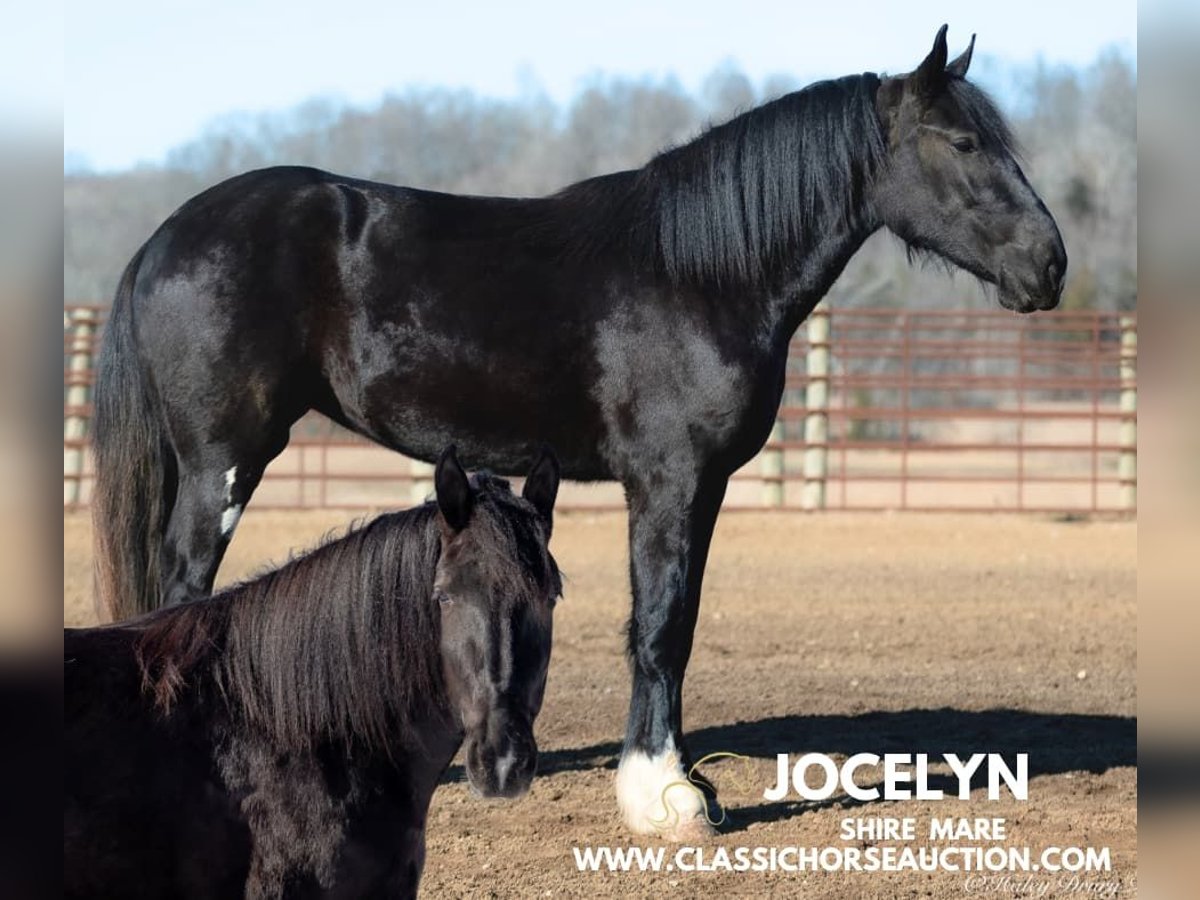 Shire / Shire Horse Castrone 3 Anni 163 cm Morello in Auburn, KY