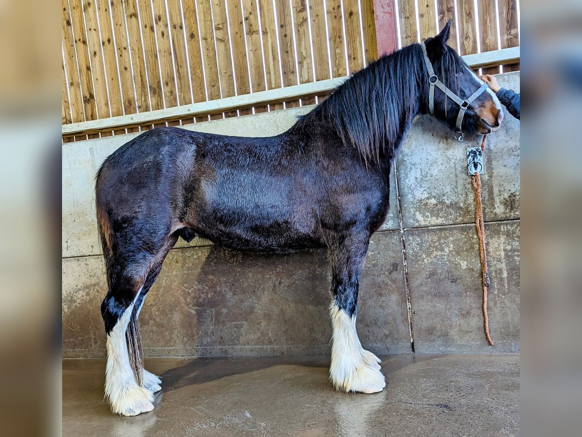 Shire / Shire Horse Castrone 3 Anni 180 cm Baio in York