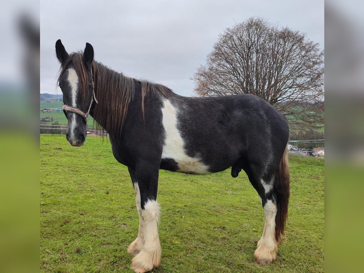 Shire / Shire Horse Castrone 3 Anni 180 cm Morello in Bad Füssing