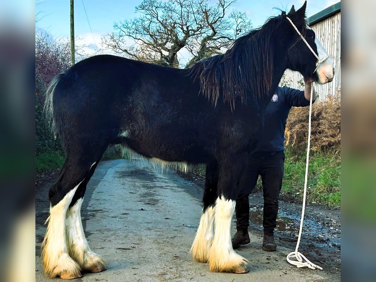 Shire / Shire Horse Castrone 3 Anni in whitegate