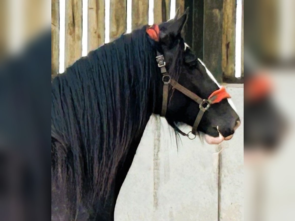 Shire / Shire Horse Castrone 4 Anni in whitegate