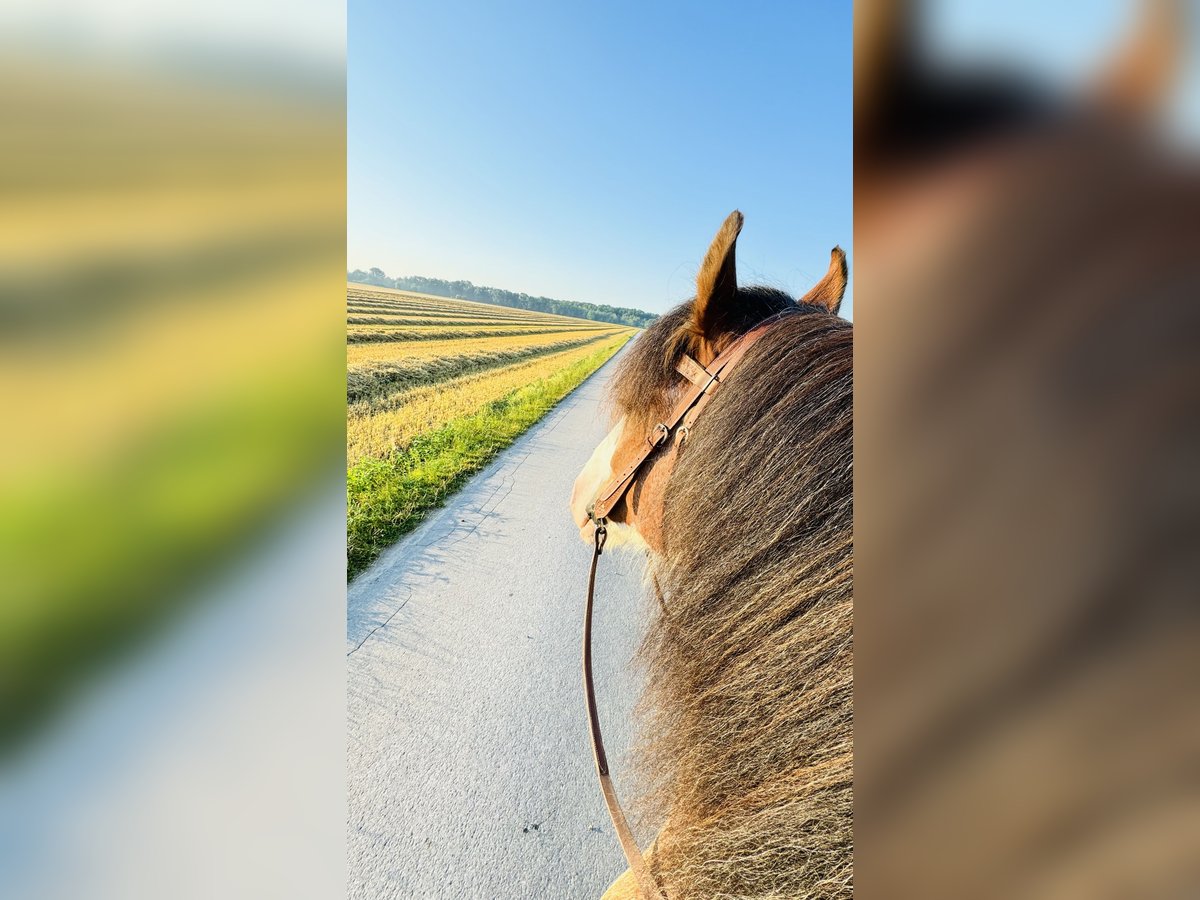 Shire / Shire Horse Castrone 5 Anni 182 cm Pezzato in Neuss