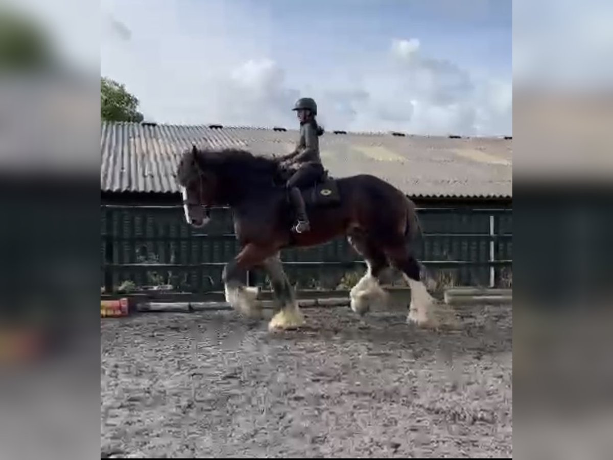 Shire / Shire Horse Castrone 7 Anni 193 cm Baio ciliegia in York