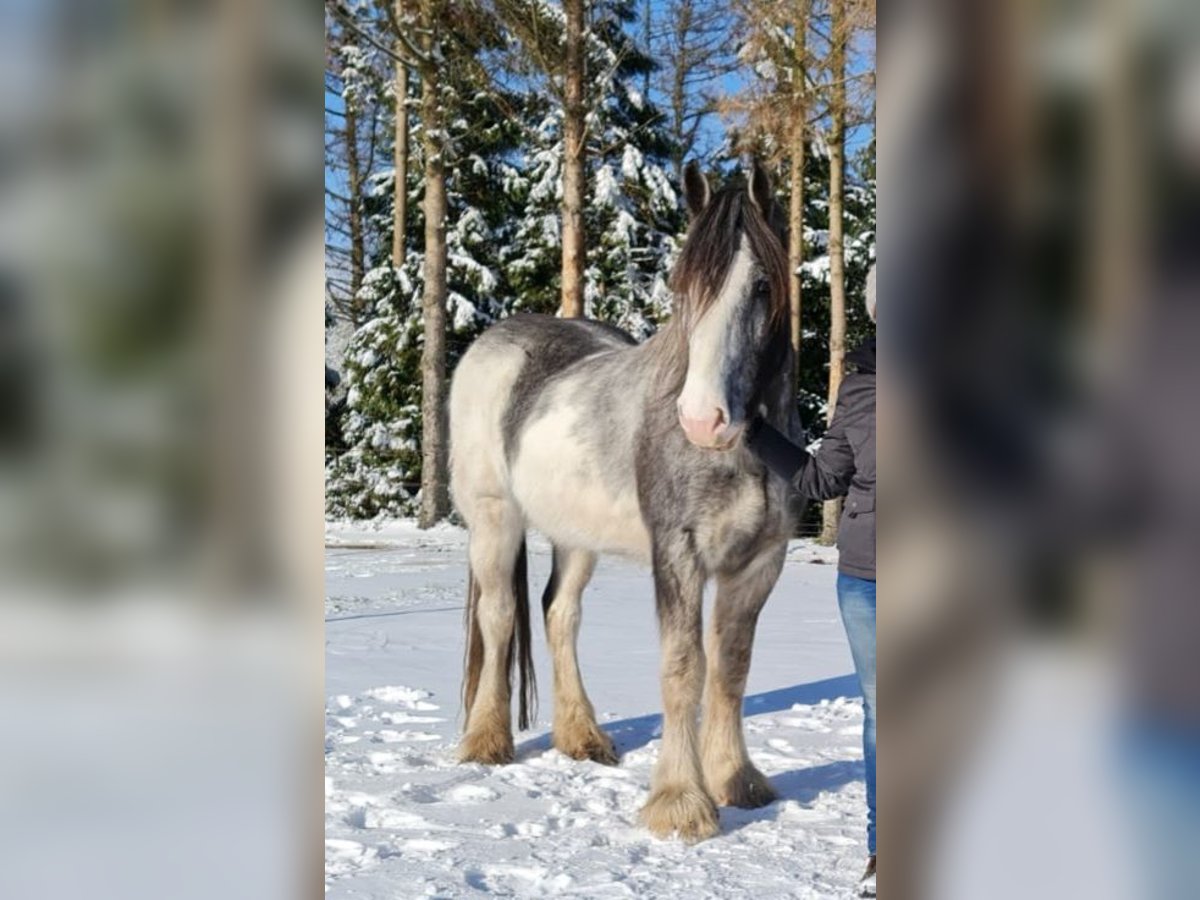 Shire / Shire Horse Castrone 9 Anni 189 cm Sabino in Wernhout