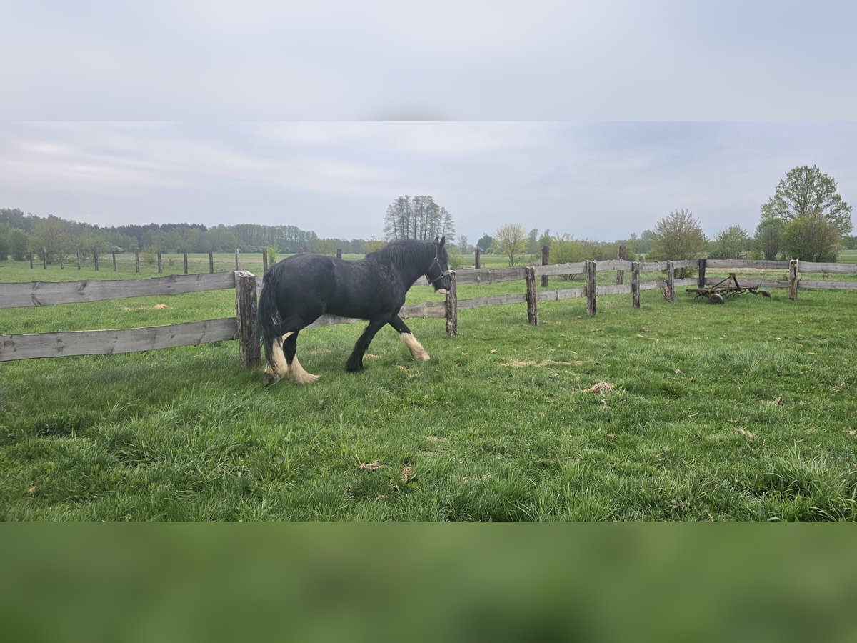 Shire / Shire Horse Giumenta 10 Anni 180 cm Morello in Obrąb