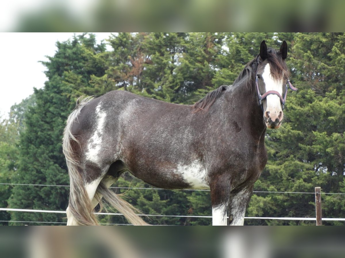 Shire / Shire Horse Giumenta 15 Anni 178 cm Morello in Sint-Annaland