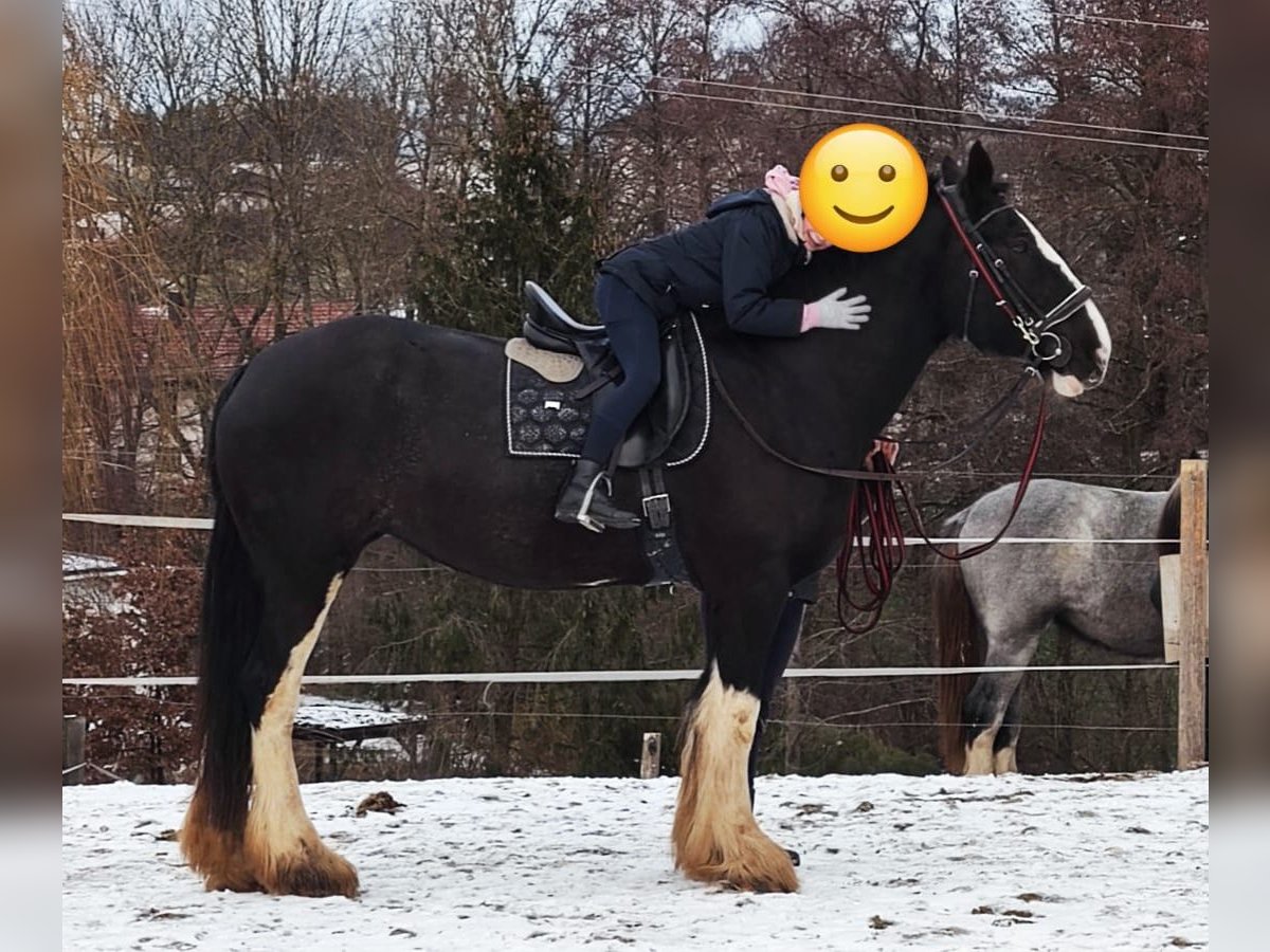 Shire / Shire Horse Giumenta 16 Anni 178 cm Baio scuro in Bad Füssing