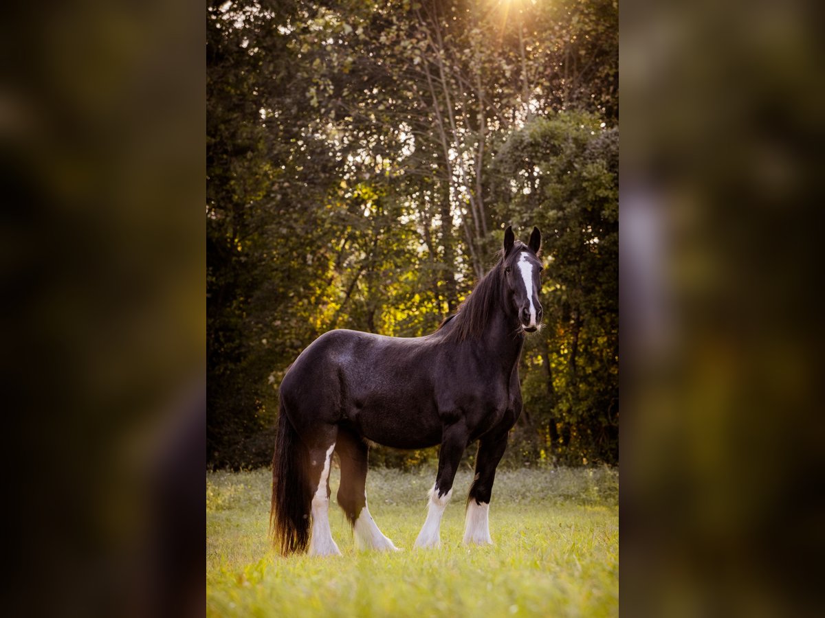 Shire / Shire Horse Giumenta 16 Anni 188 cm Morello in München