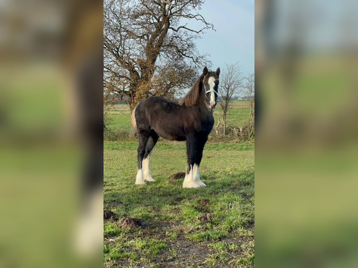 Shire / Shire Horse Giumenta 1 Anno 183 cm Morello in Yorkshire