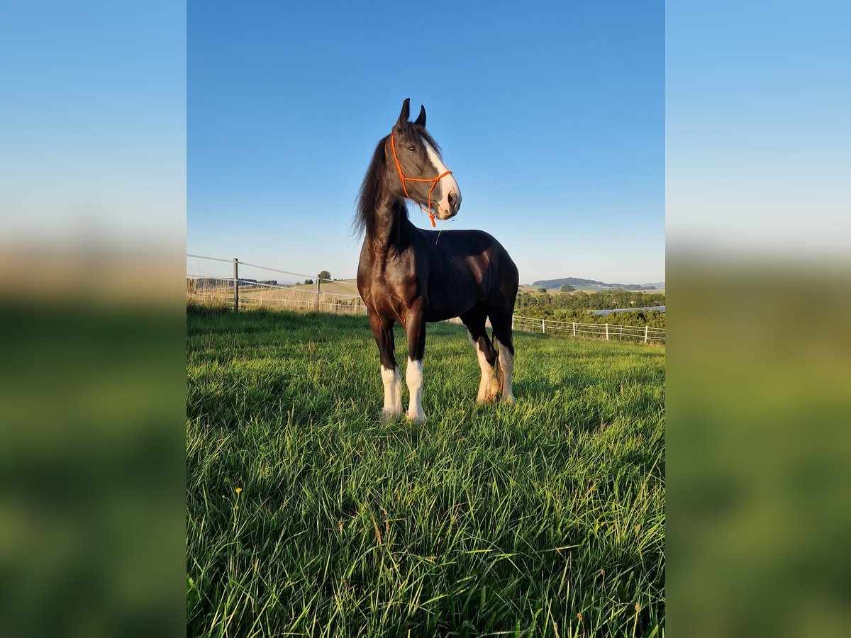 Shire / Shire Horse Giumenta 5 Anni 173 cm Baio in Bad Füssing