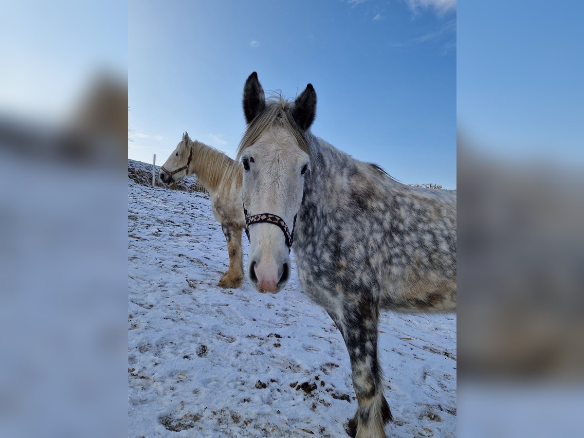 Shire / Shire Horse Giumenta 6 Anni 180 cm Grigio pezzato in Bad Füssing