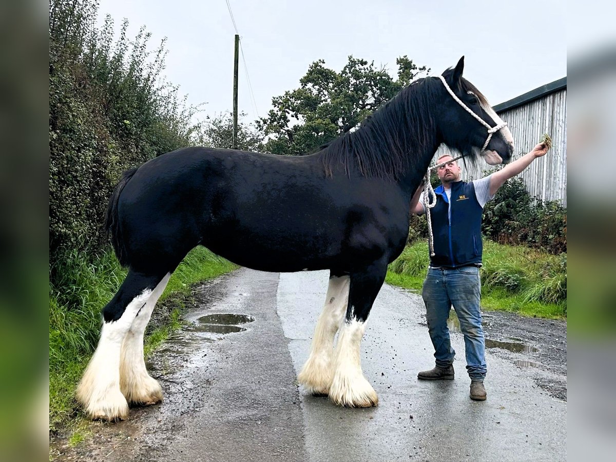 Shire / Shire Horse Giumenta 6 Anni in whitegate