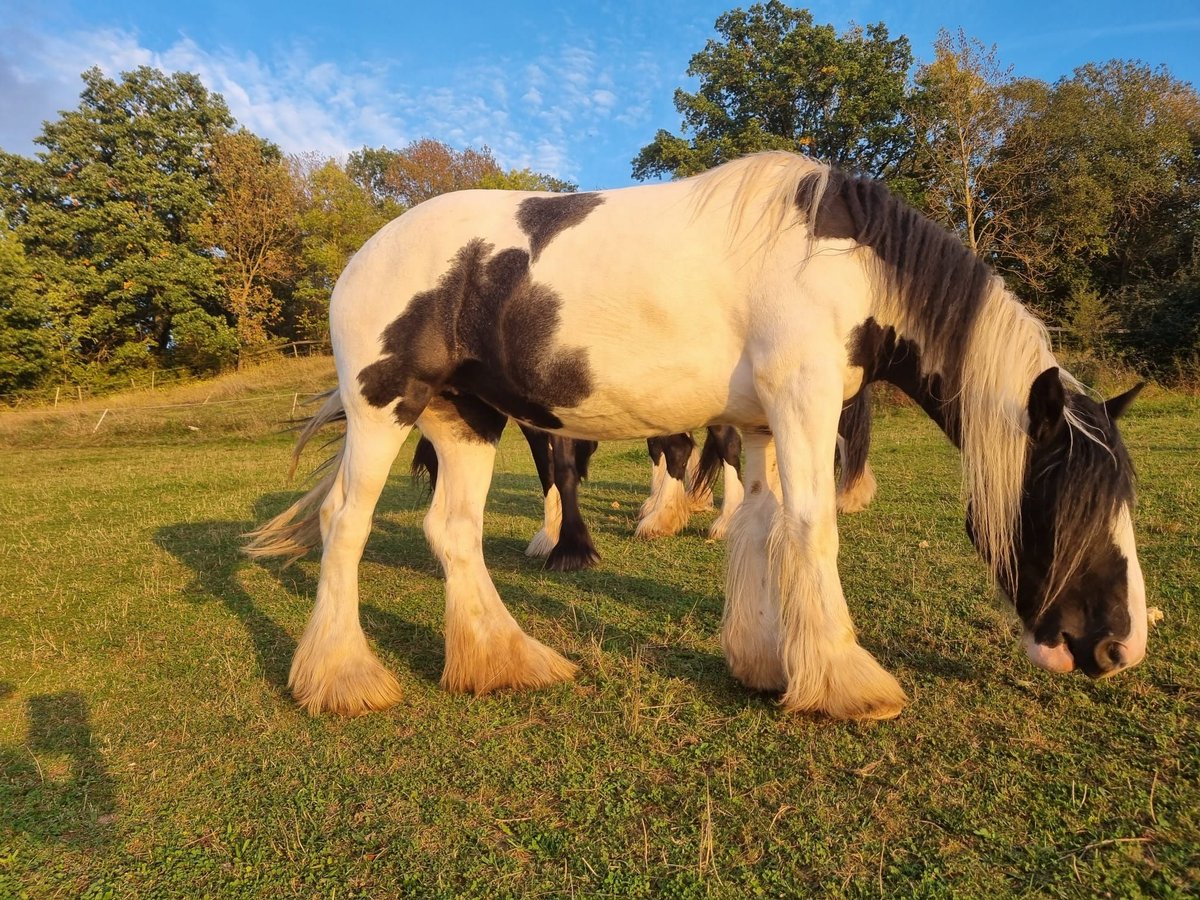 Shire / Shire Horse Mix Giumenta 7 Anni 167 cm Pezzato in Morschen