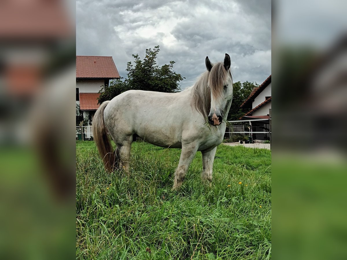 Shire / Shire Horse Giumenta 7 Anni 173 cm Grigio in Bad Füssing