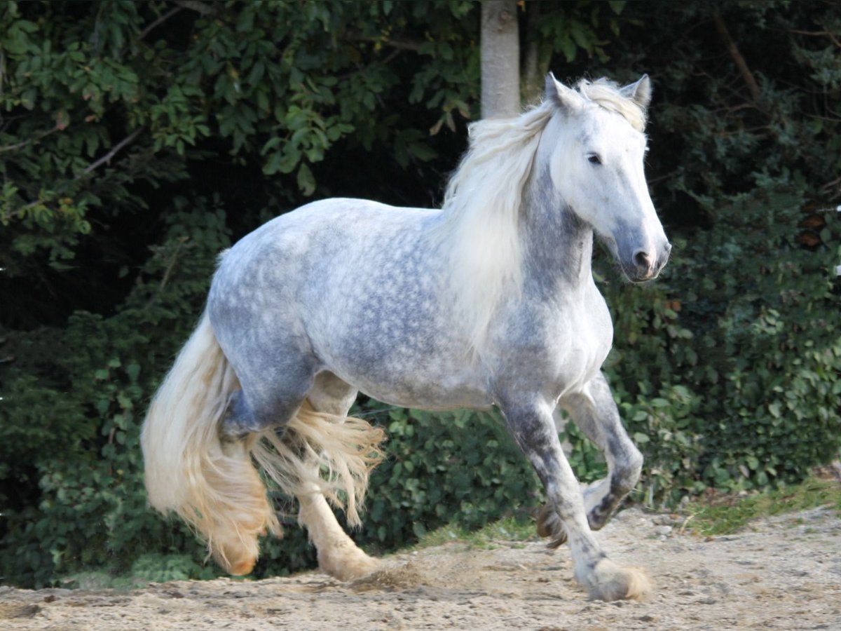 Shire / Shire Horse Giumenta 8 Anni 173 cm Grigio pezzato in Bad Füssing