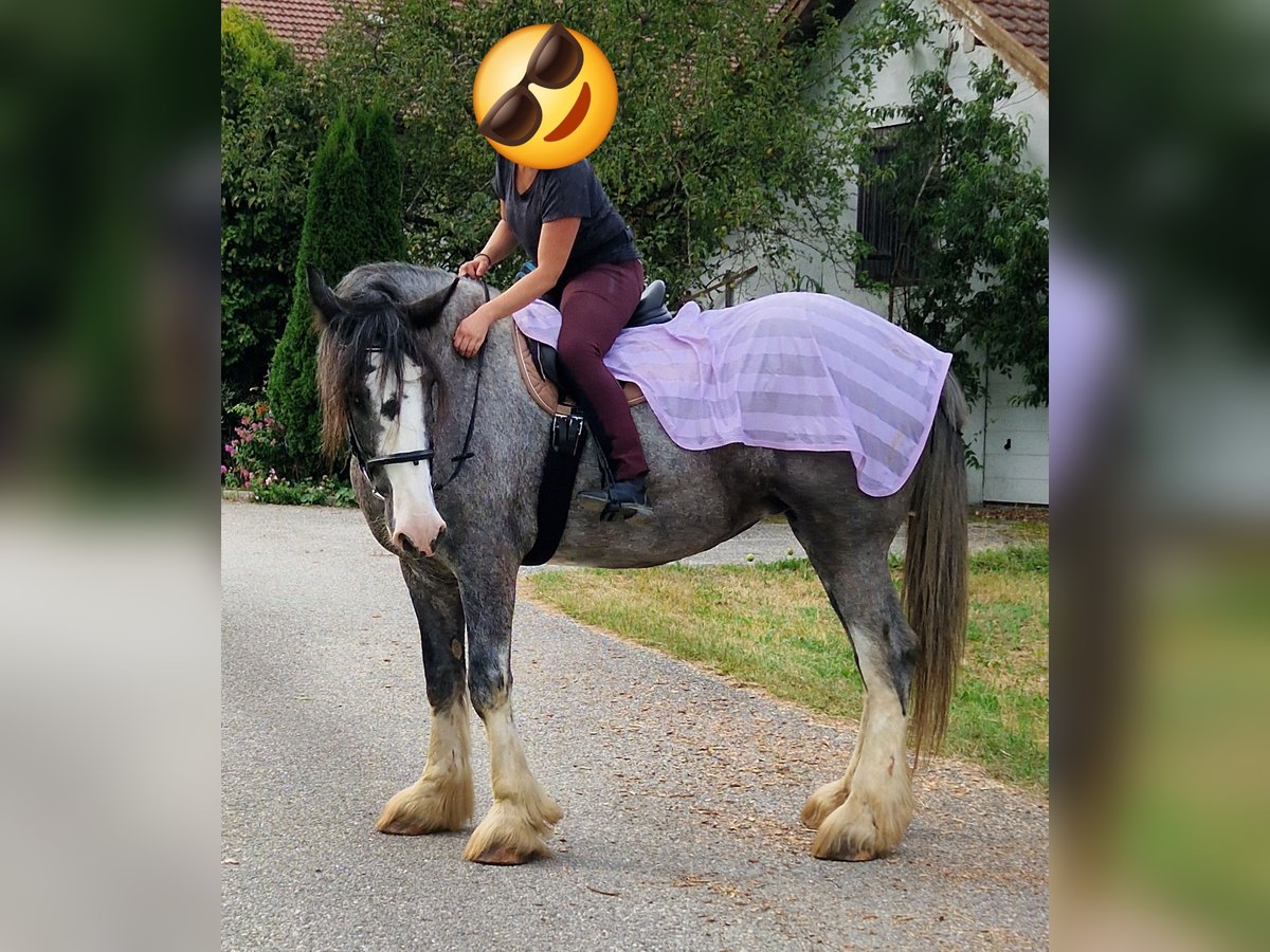 Shire / Shire Horse Giumenta 8 Anni 175 cm Baio roano in Bad Füssing