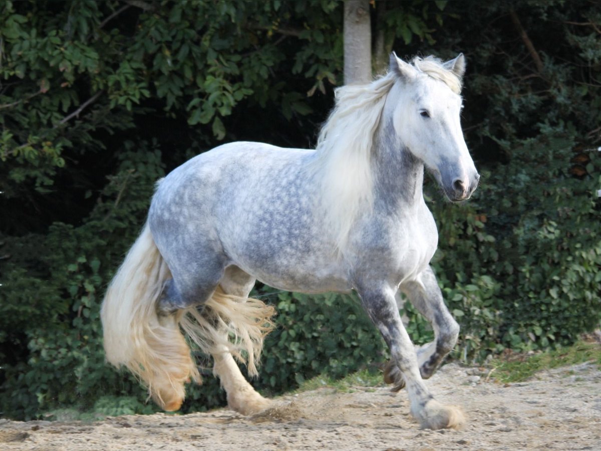 Shire / Shire Horse Giumenta 9 Anni 173 cm Grigio pezzato in Bad Füssing