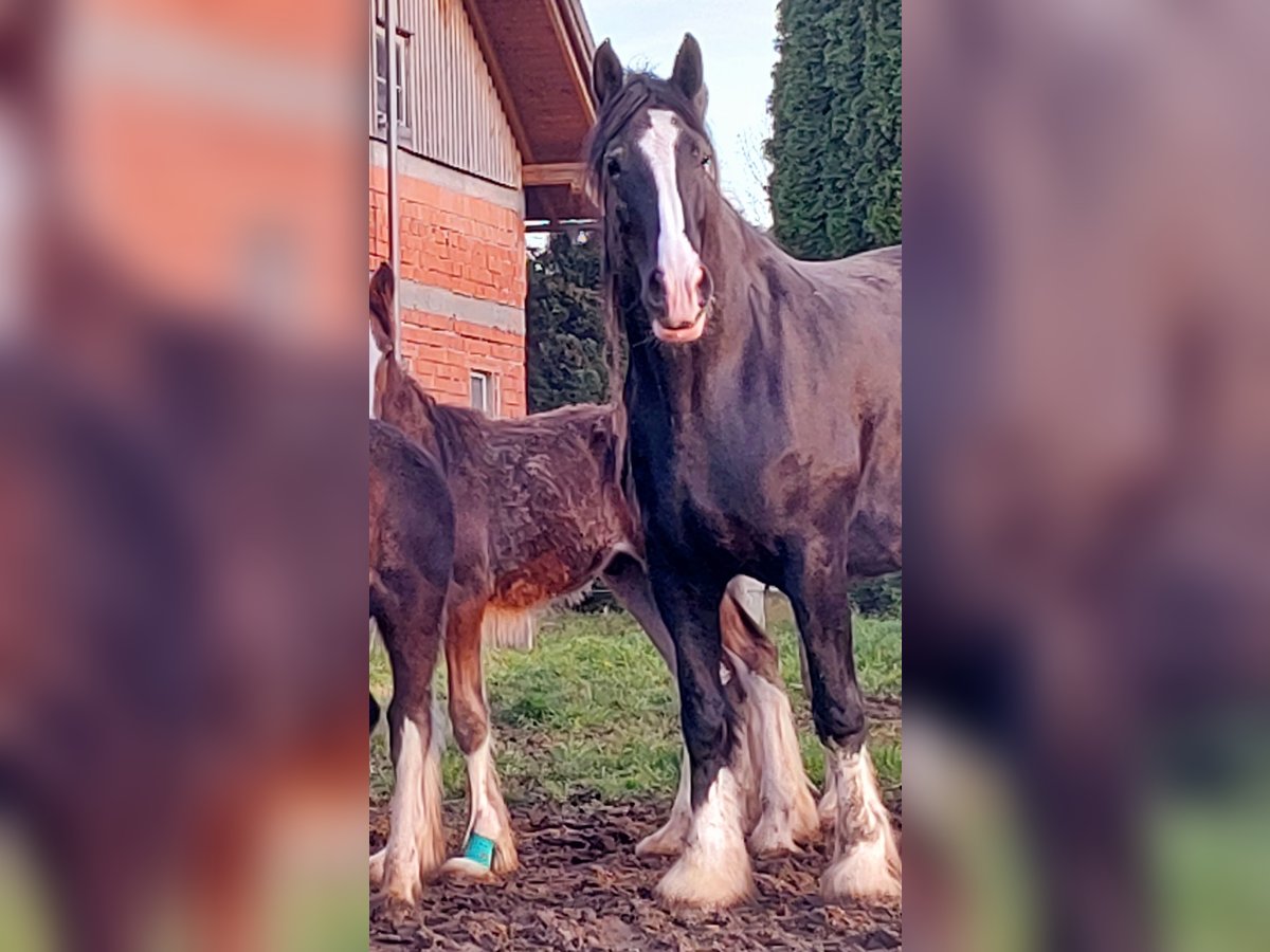 Shire / Shire Horse Giumenta 9 Anni 191 cm Morello in Bayern