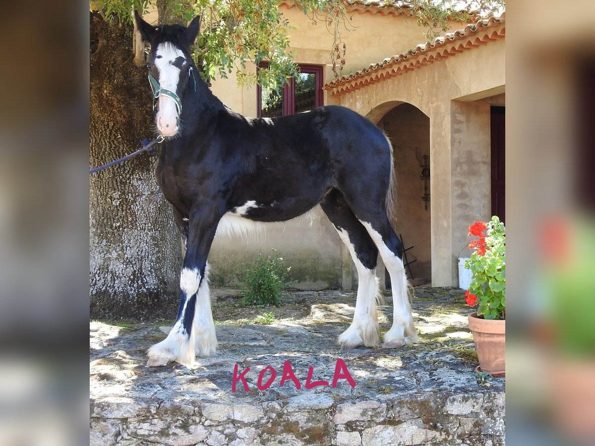 Shire / Shire Horse Giumenta Puledri (03/2024) 140 cm Morello in Yecla De Yeltes