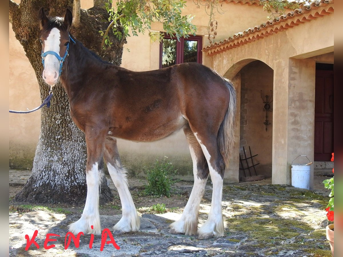 Shire / Shire Horse Giumenta Puledri (03/2024) 145 cm Morello in Yecla De Yeltes