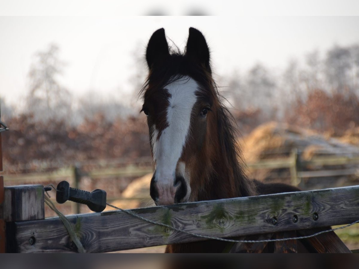 Shire / Shire Horse Stallone 1 Anno 180 cm Baio in BergeBippen