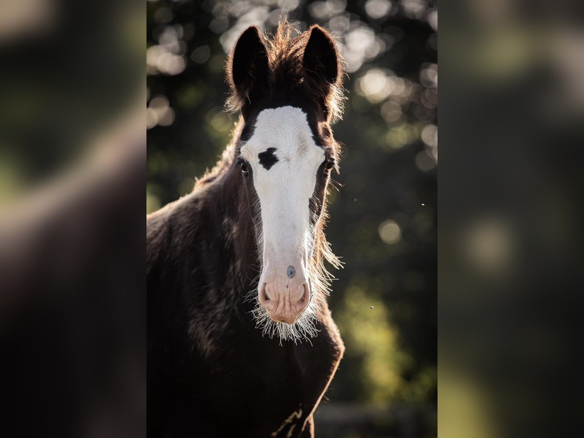 Shire / Shire Horse Stallone 1 Anno 185 cm Morello in BergeBippen