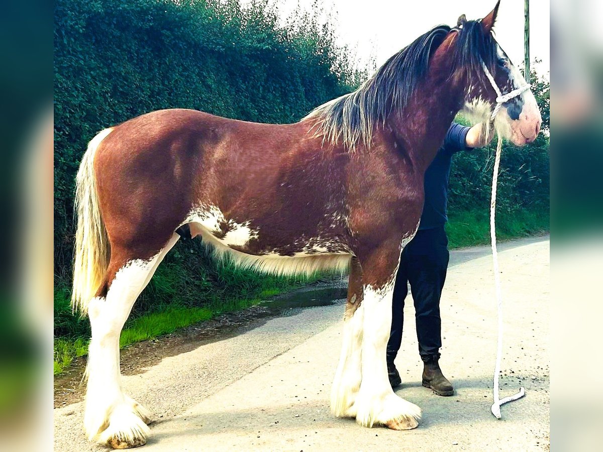 Shire / Shire Horse Stallone 1 Anno in Anderton2bq